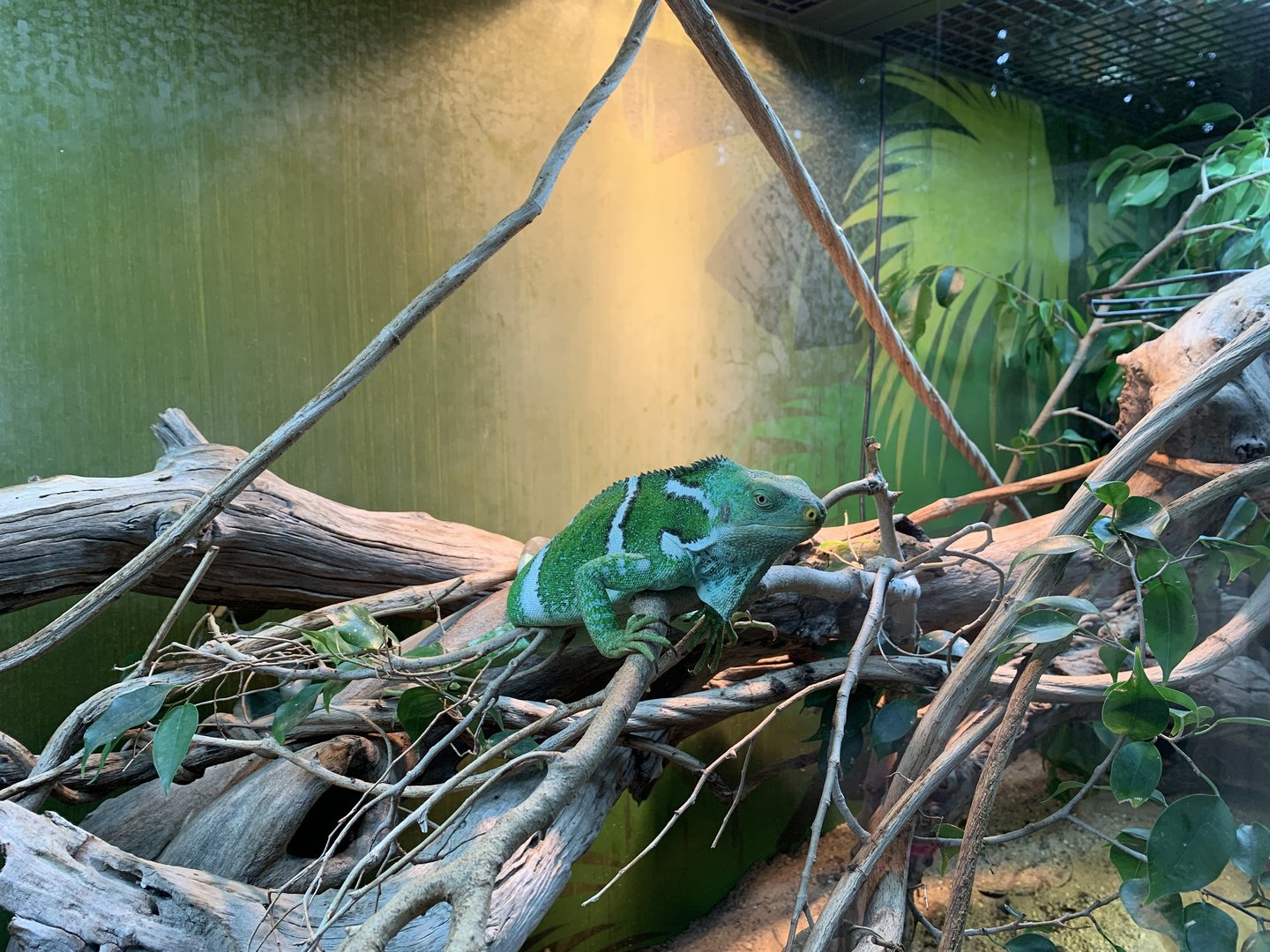 Fijian Crested Iguana (Forest Harvest)