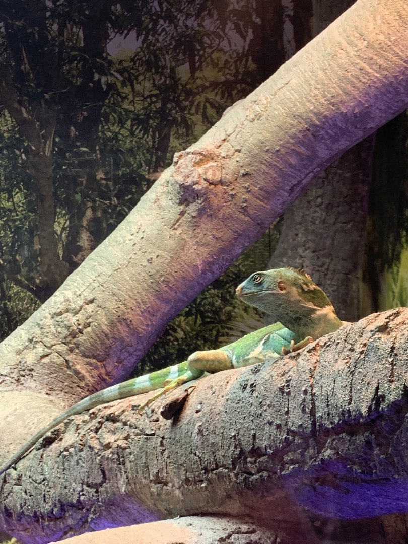 Fijian crested iguana in new arc building