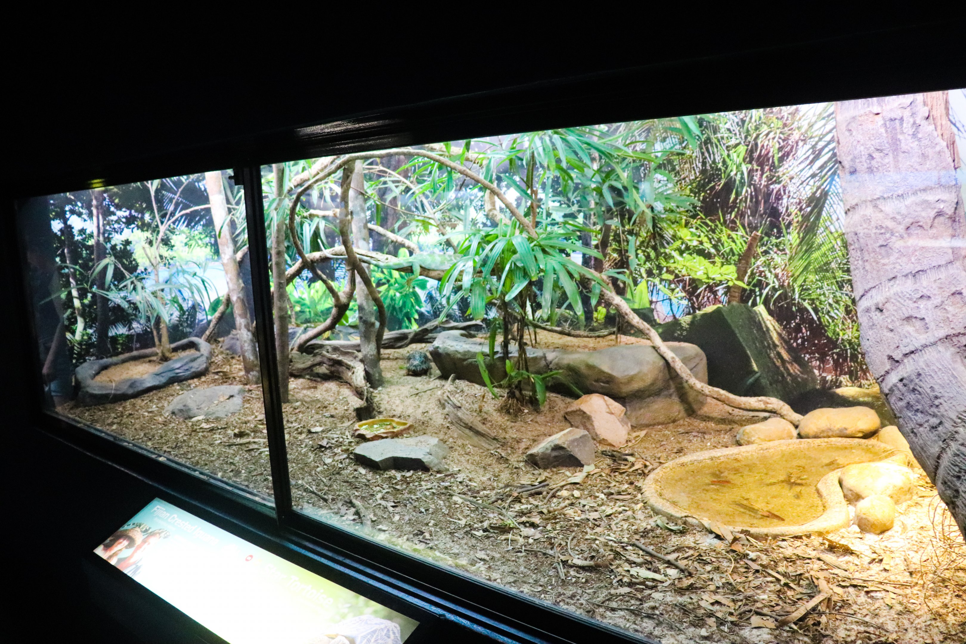 Fijian Crested Iguana/Star Tortoise Enclosure