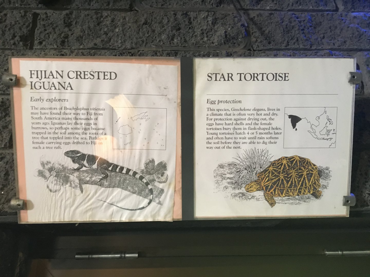 Fijian Crested Iguana & Star Tortoise