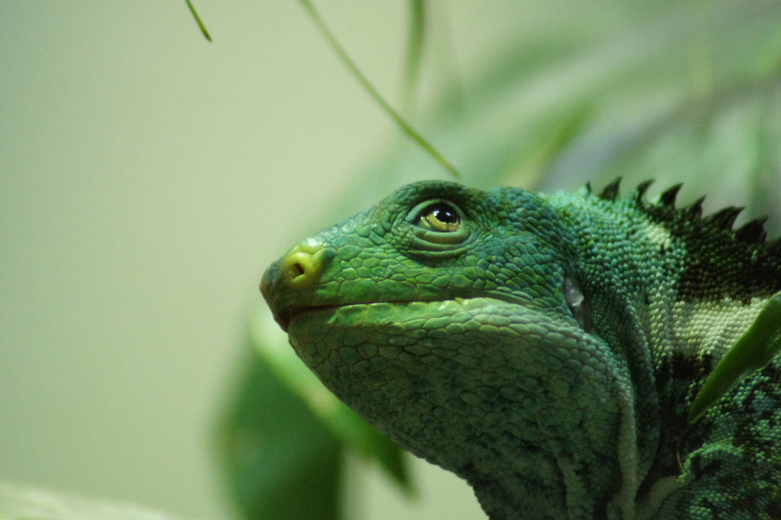 Fijian Crested Iguana