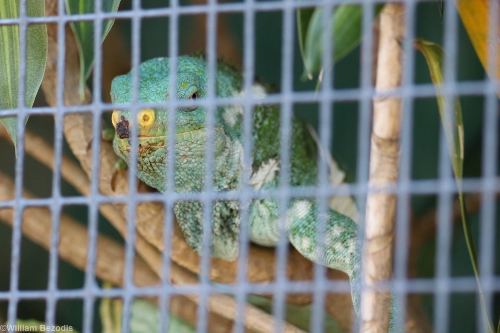 Fijian Crested Iguana