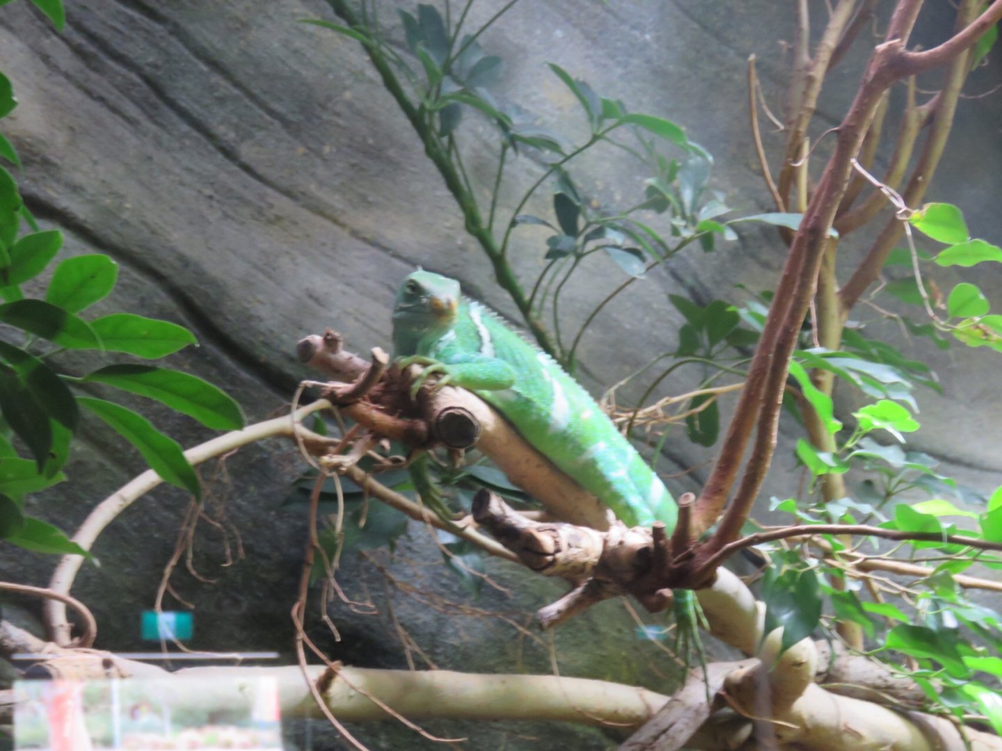Fijian Crested Iguana
