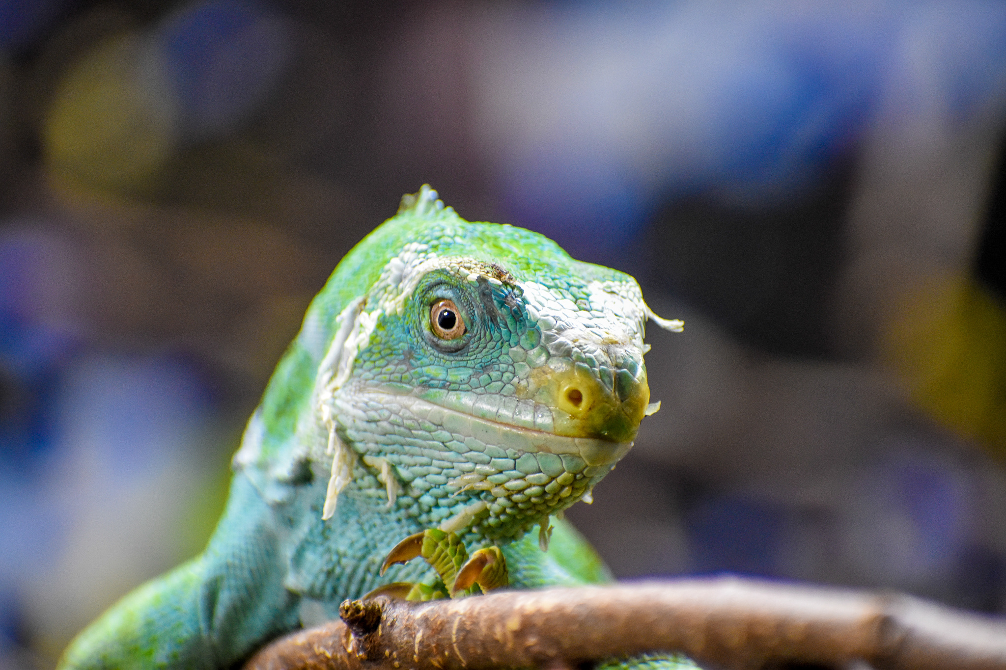 Fijian Crested Iguana