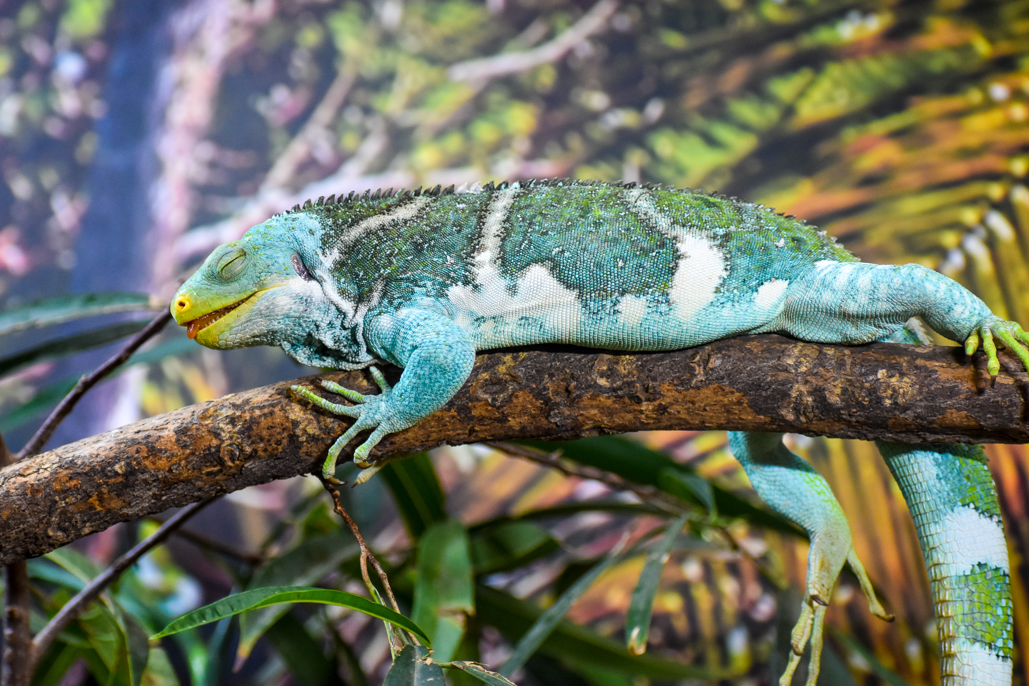Fijian Crested Iguana