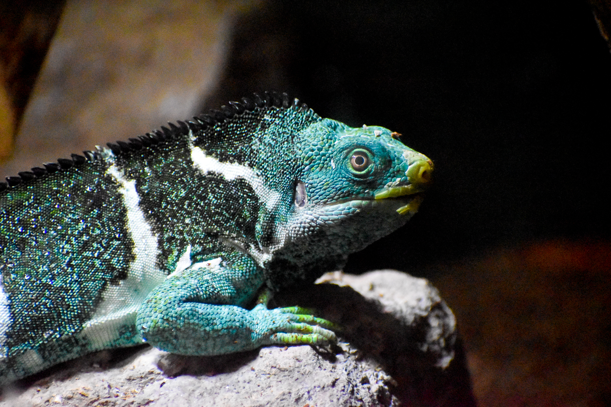 Fijian Crested Iguana