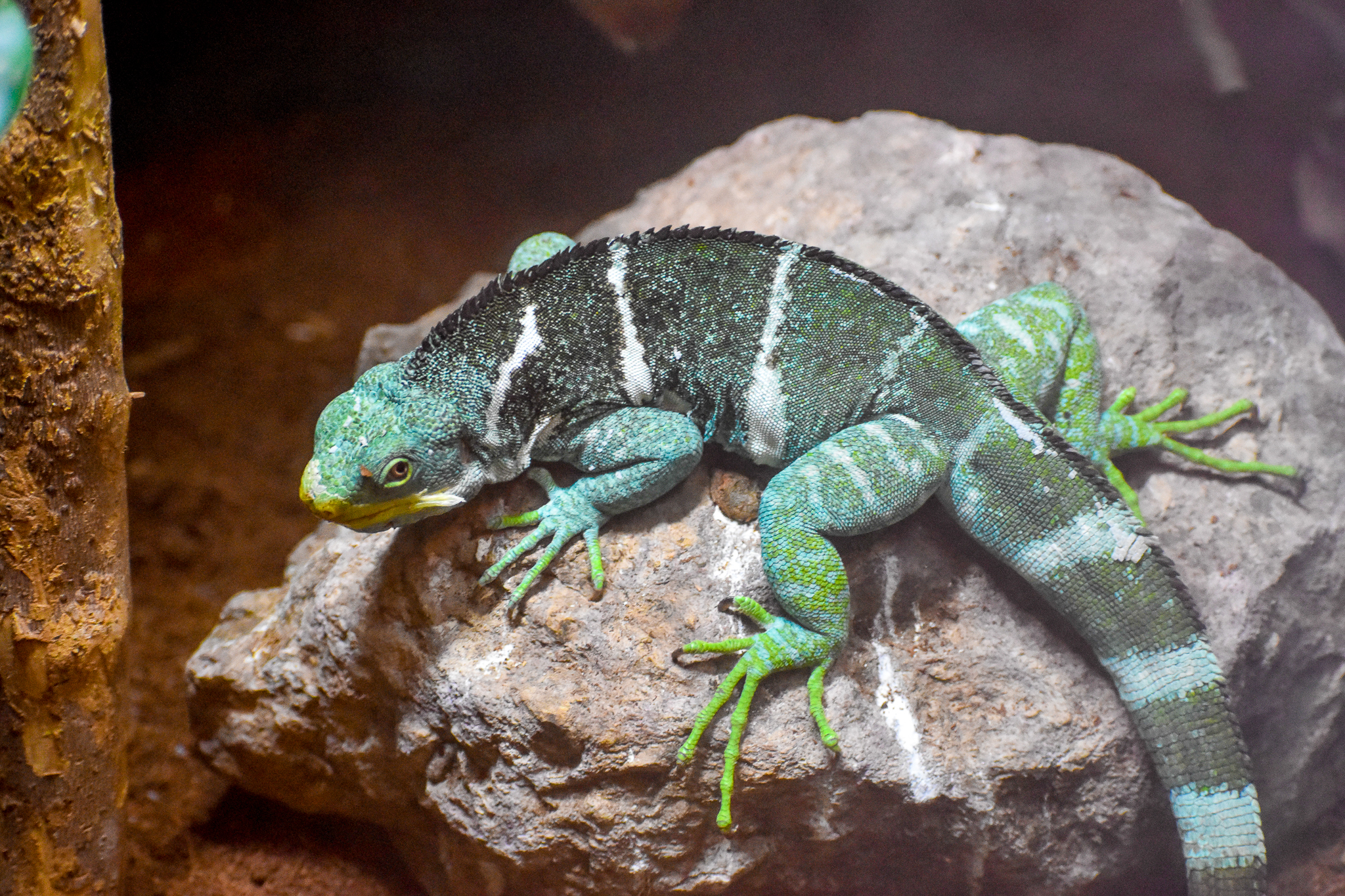 Fijian Crested Iguana