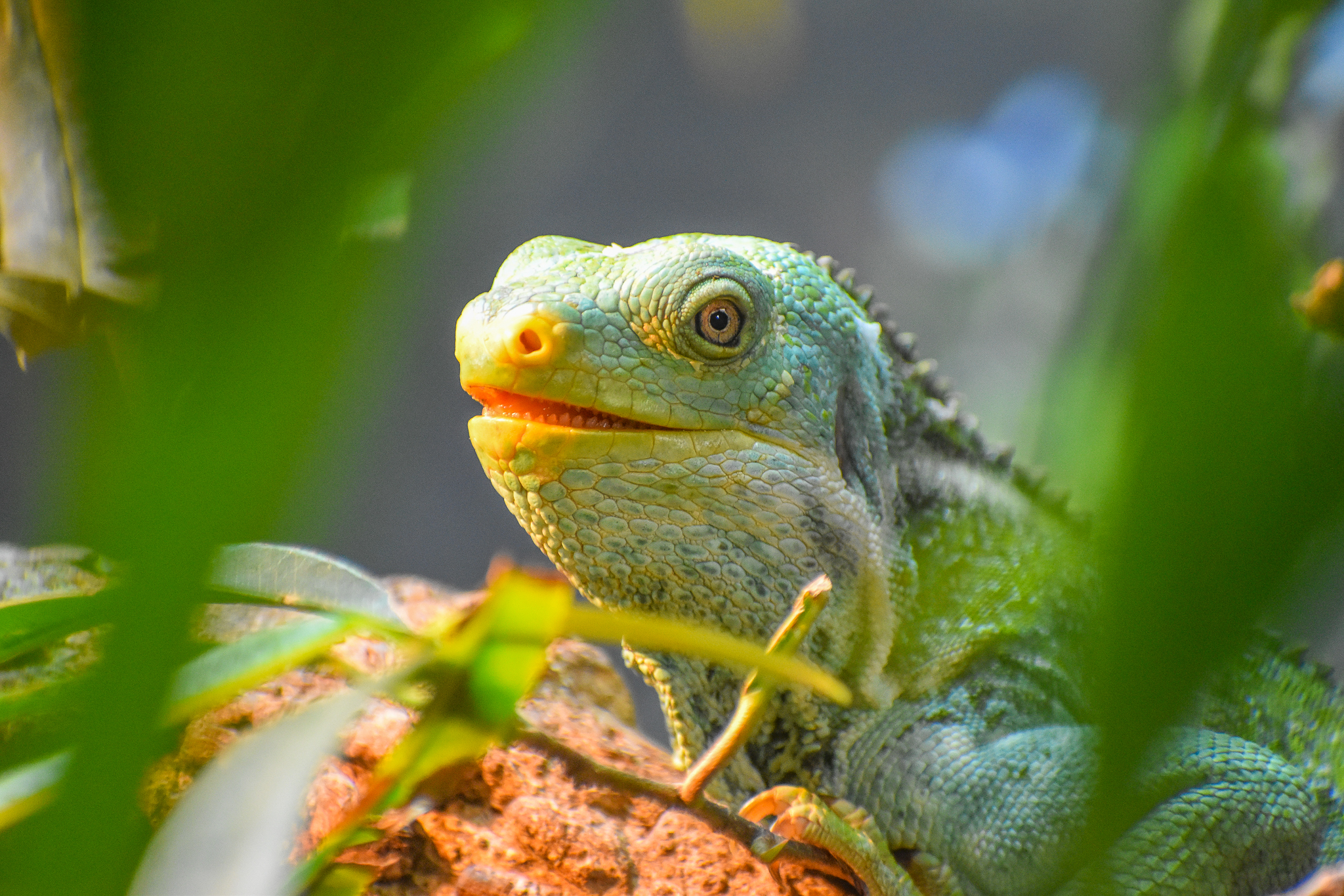 Fijian Crested Iguana