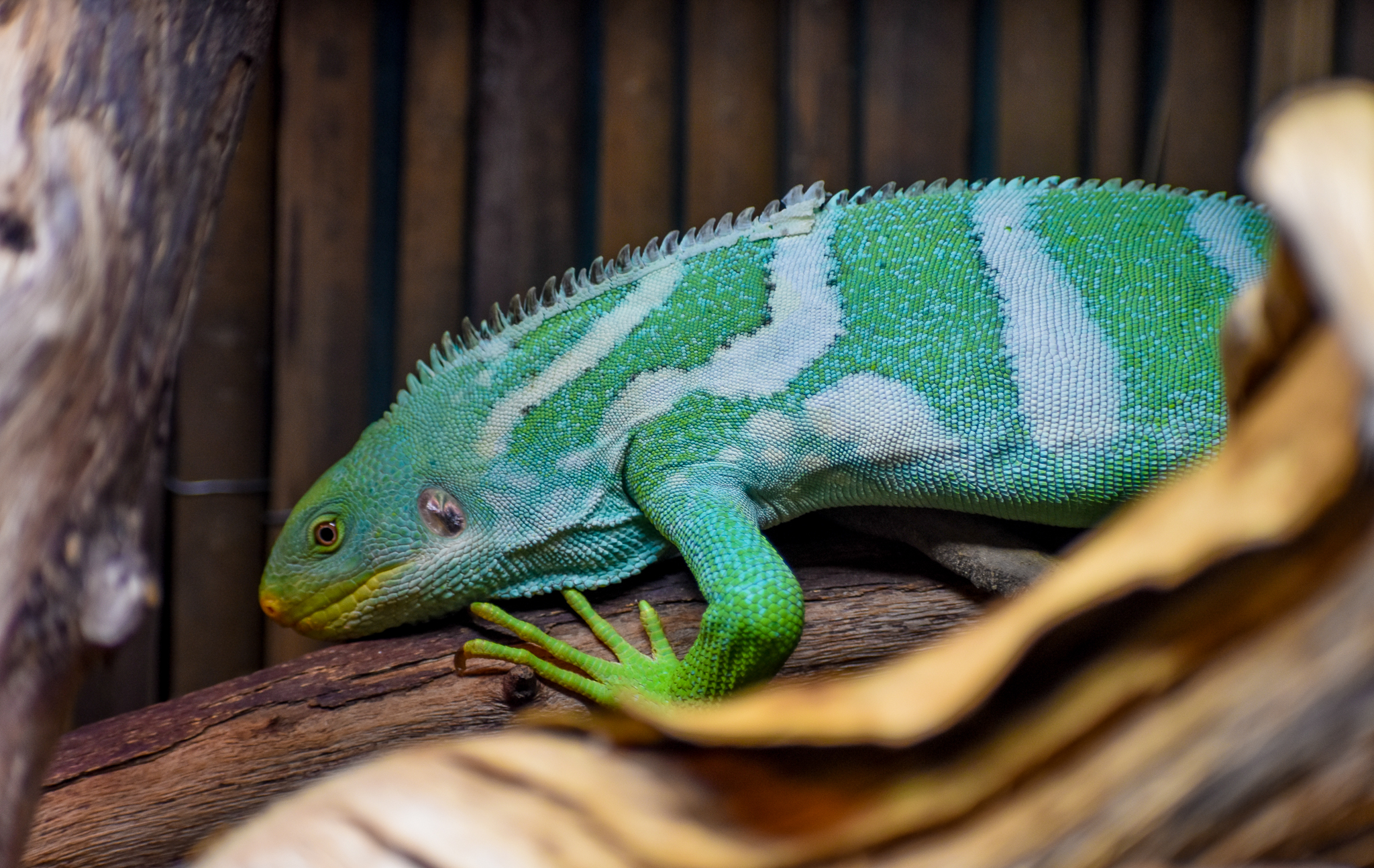 Fijian Crested Iguana