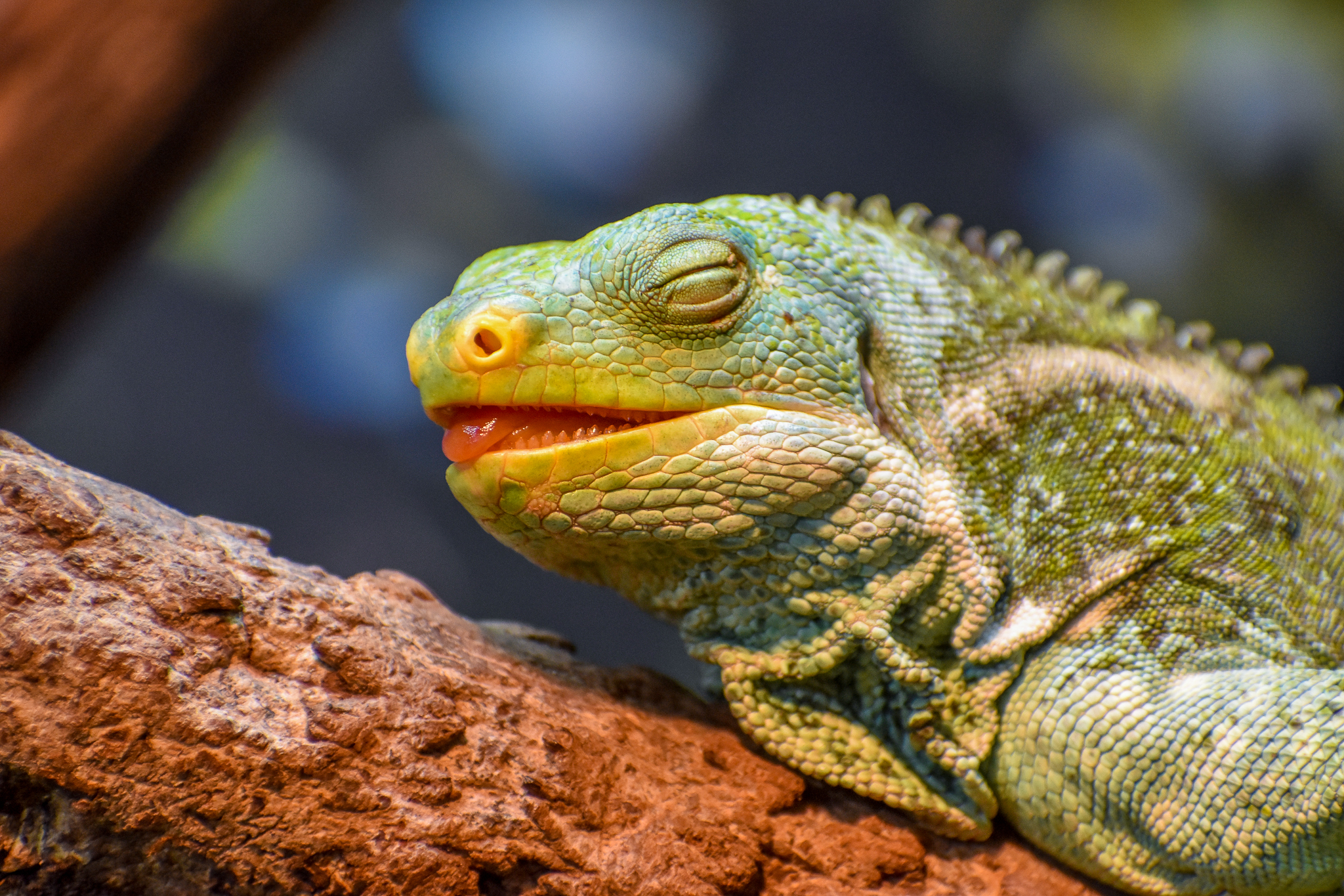 Fijian Crested Iguana