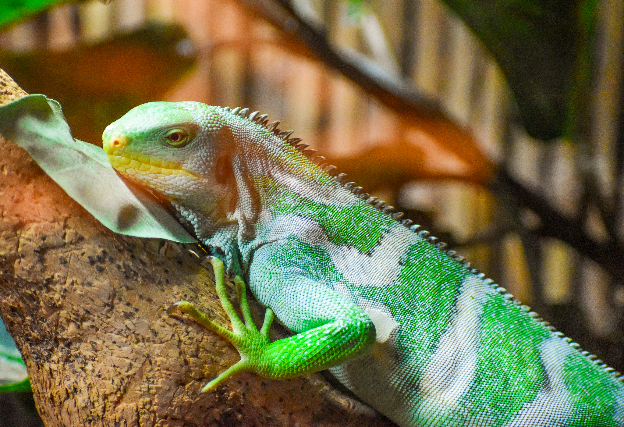Fijian Crested Iguana