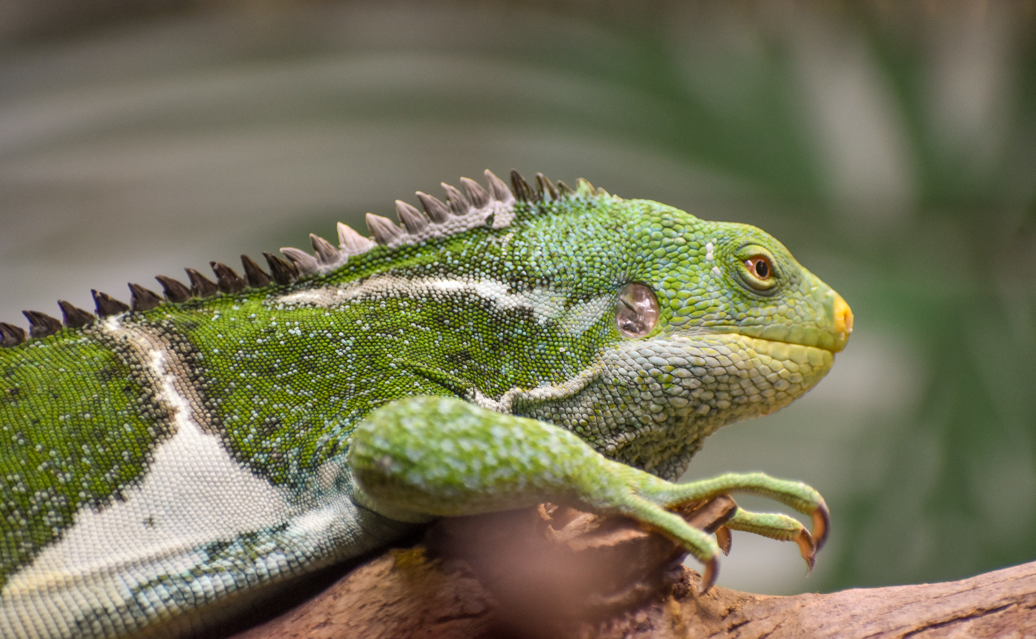Fijian Crested Iguana
