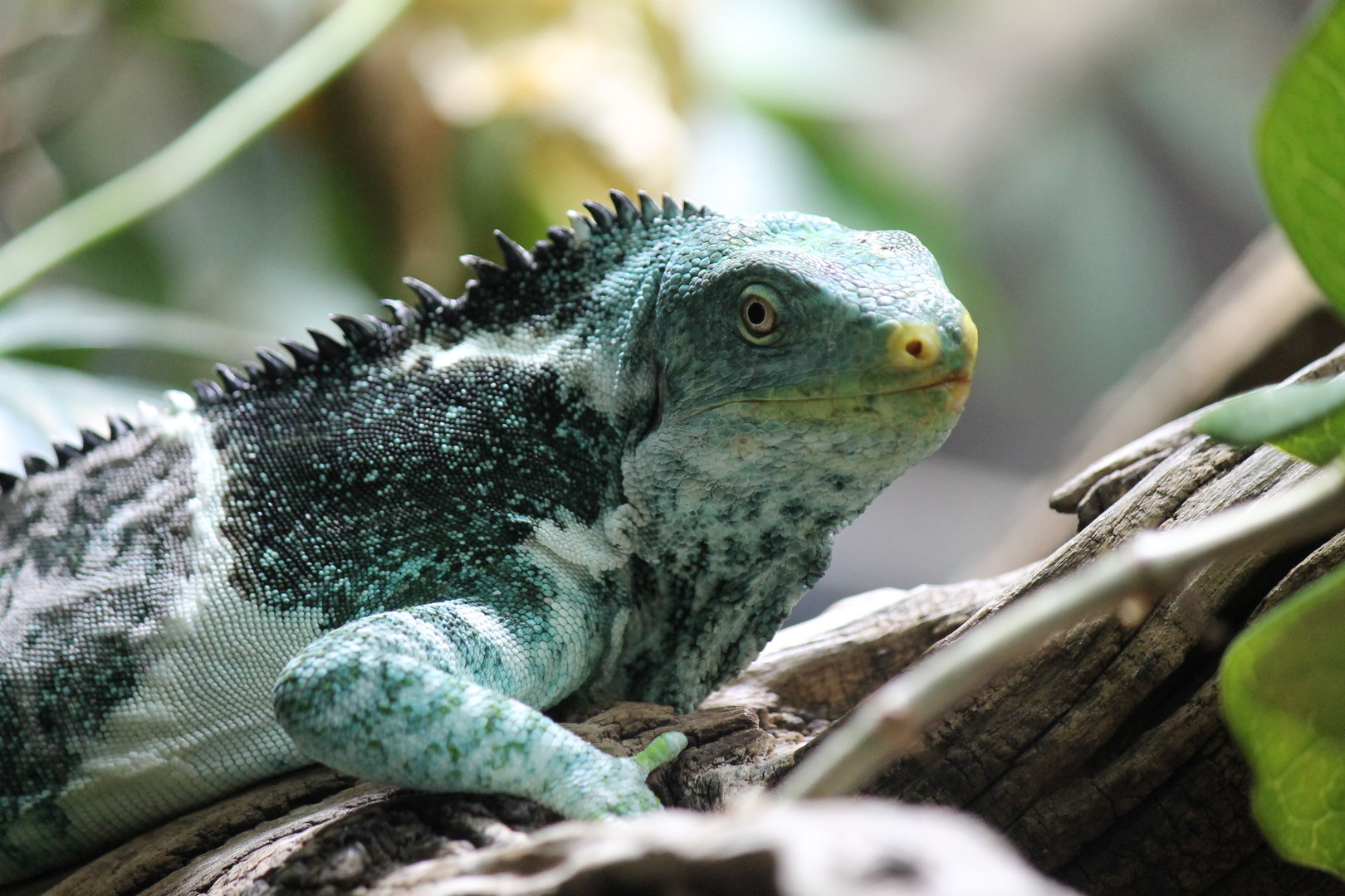 Fijian Crested Iguana