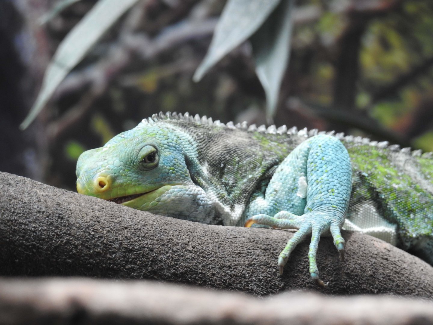 Fijian Crested-Iguana