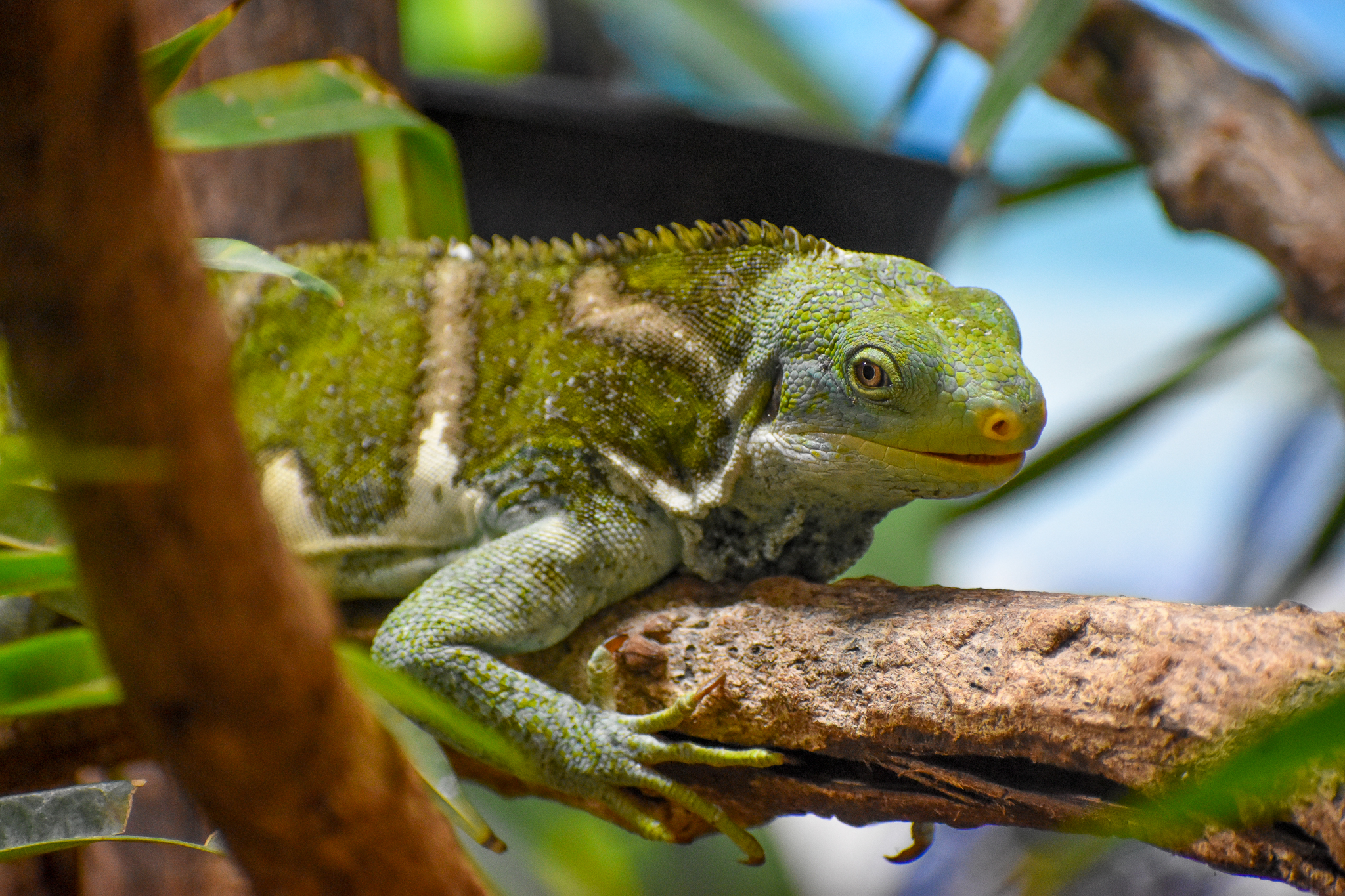 Fijian Crested Iguana