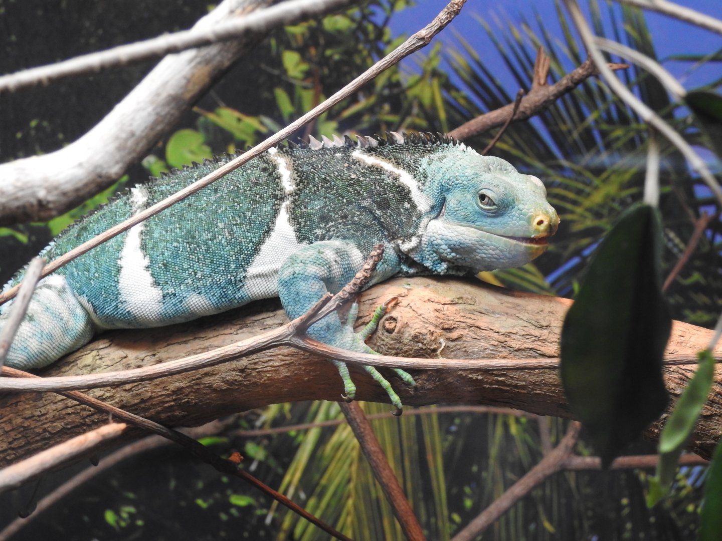 Fijian Crested-Iguana