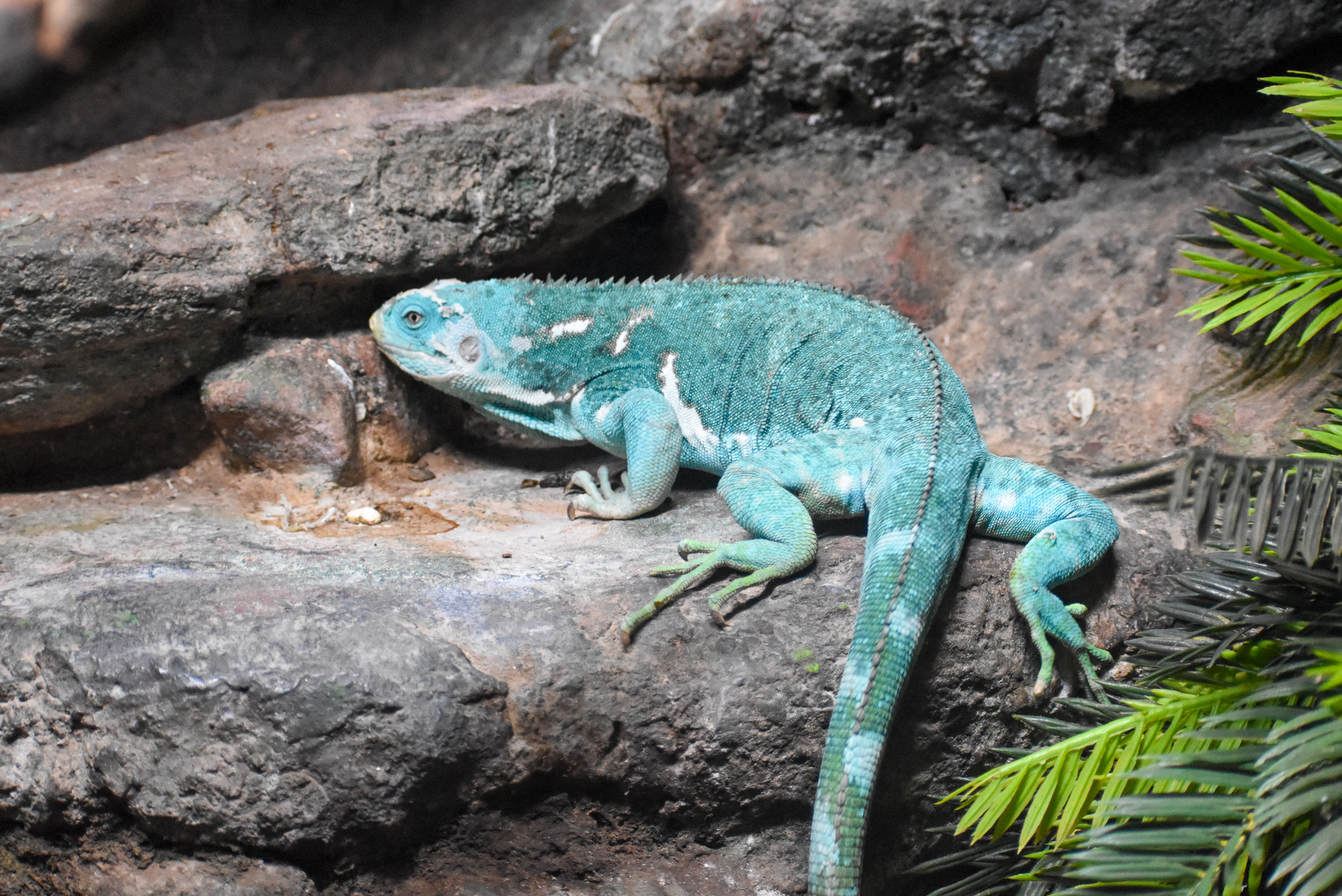 Fijian Crested Iguana