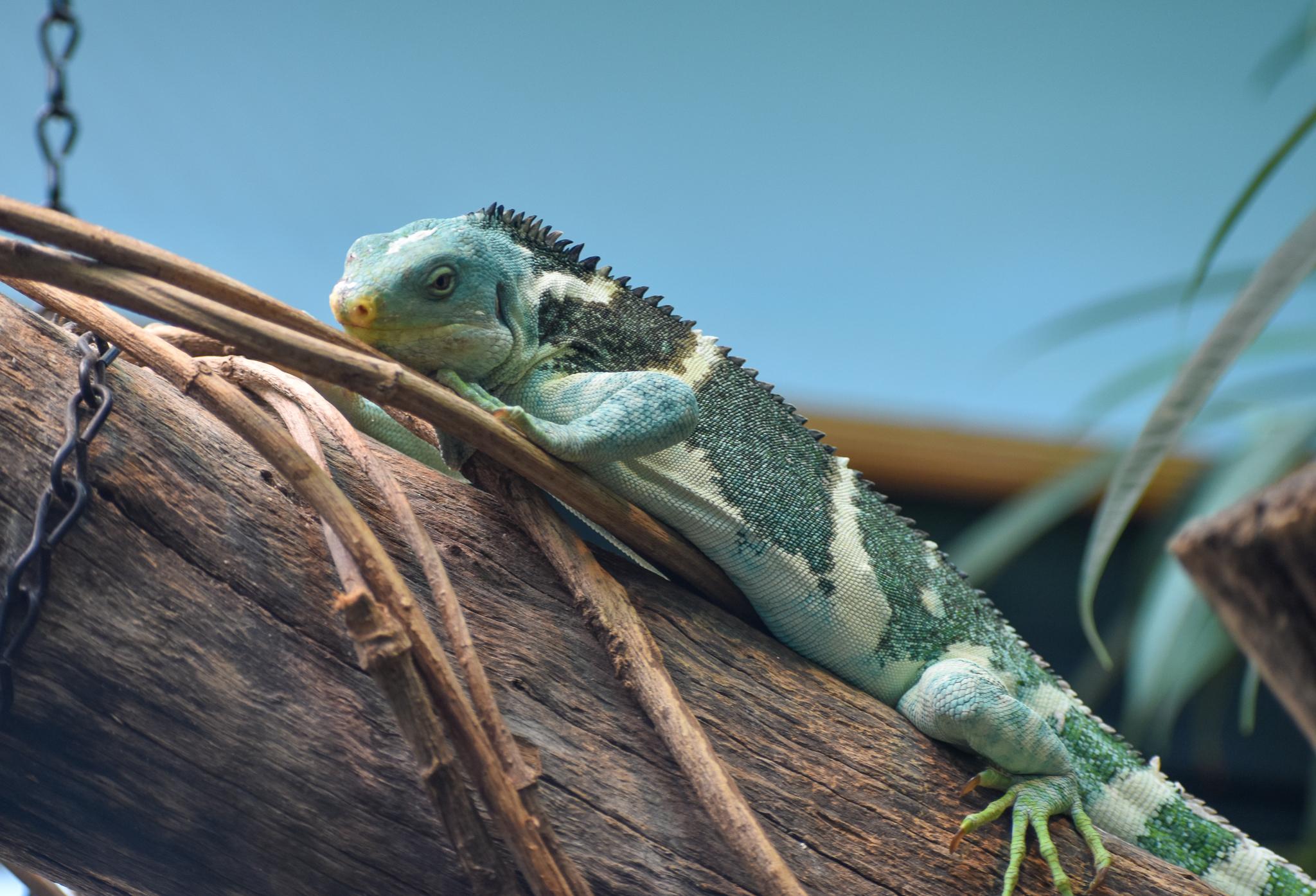 Fijian Crested Iguana