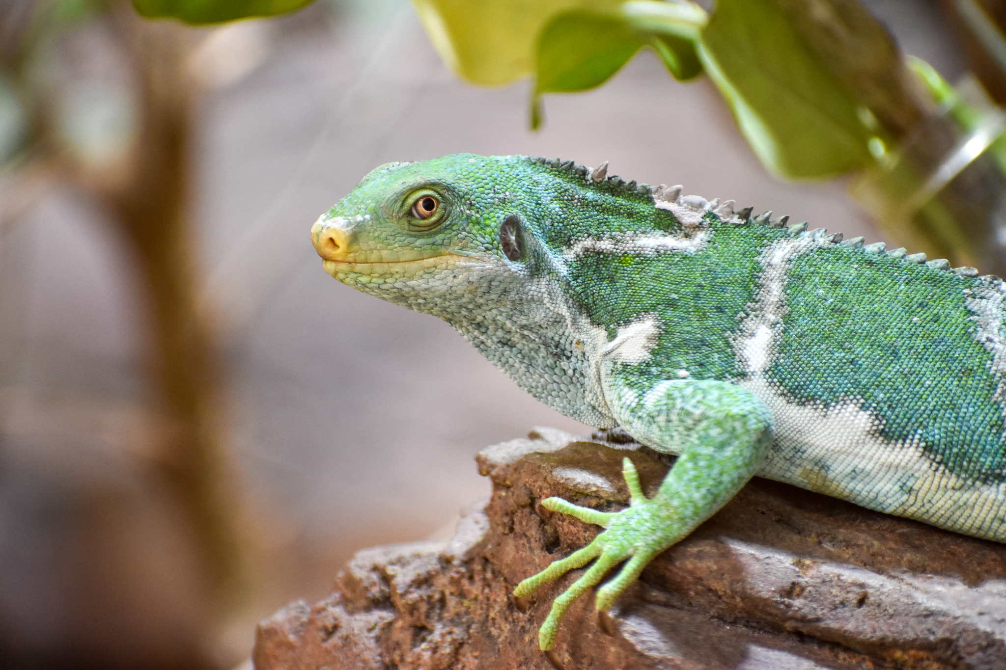 Fijian Crested Iguana