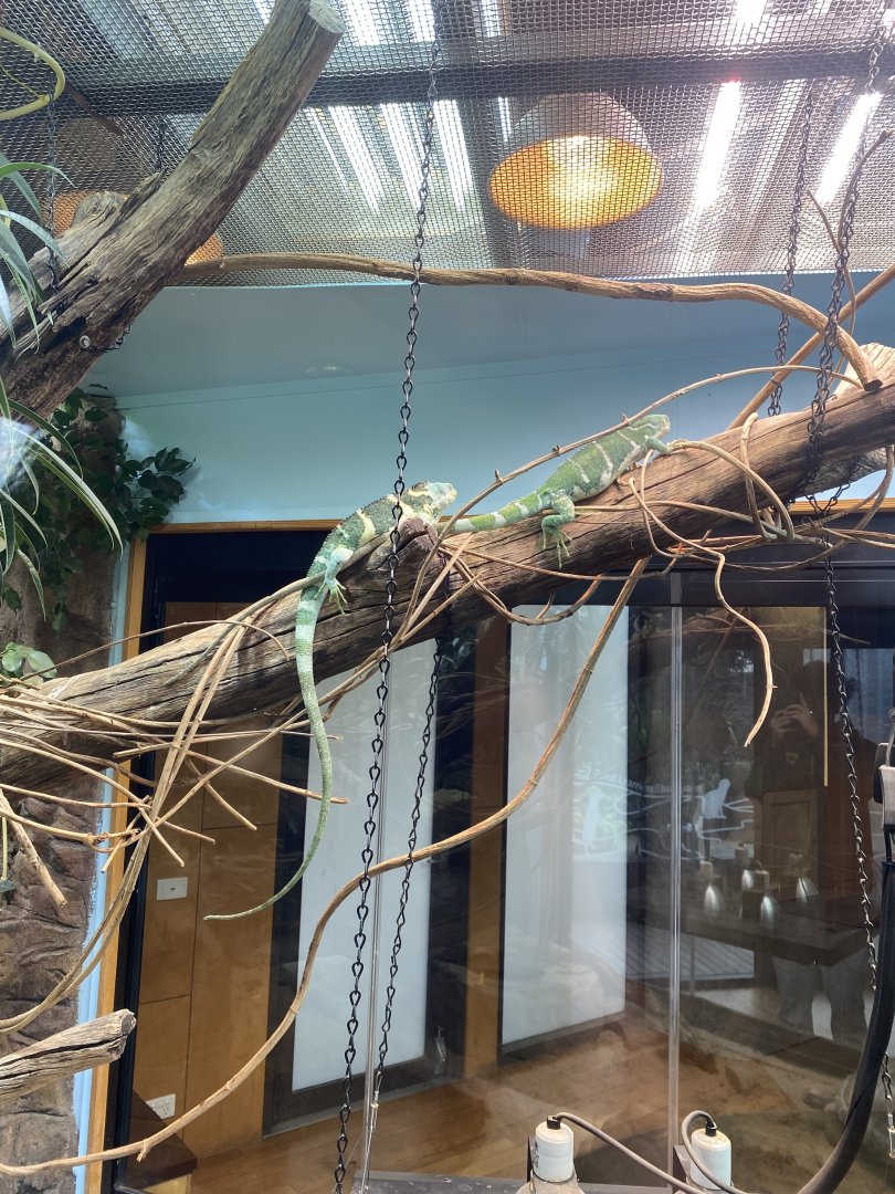 Fijian Crested Iguana