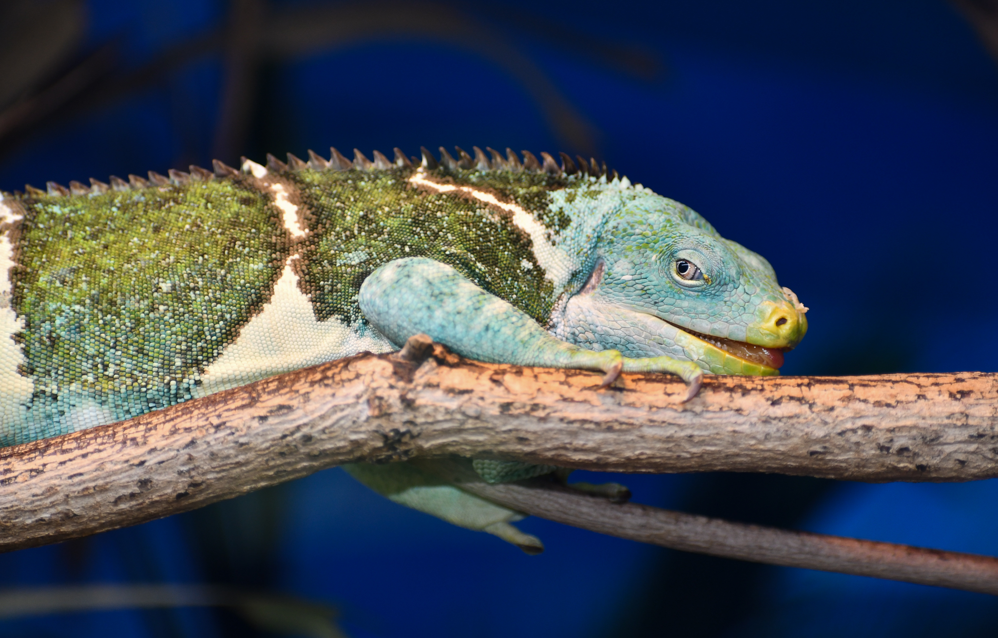 Fijian Crested Iguana