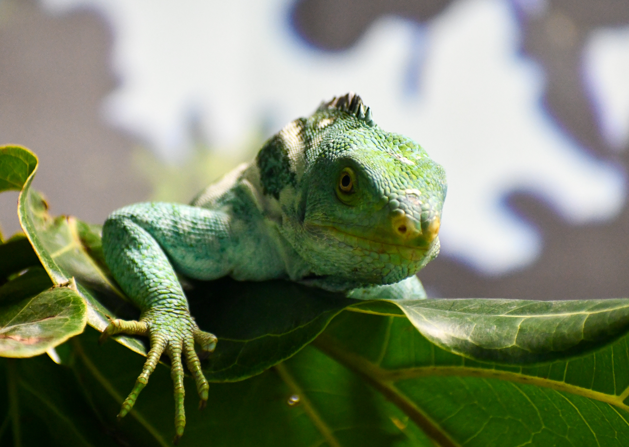 Fijian Crested Iguana