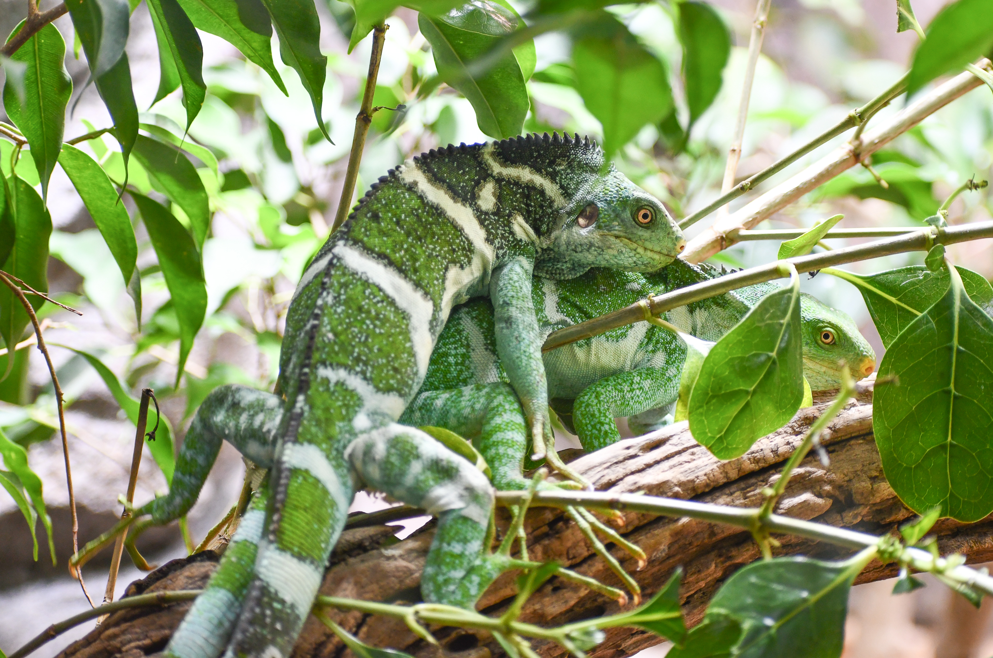 Fijian Crested Iguanas