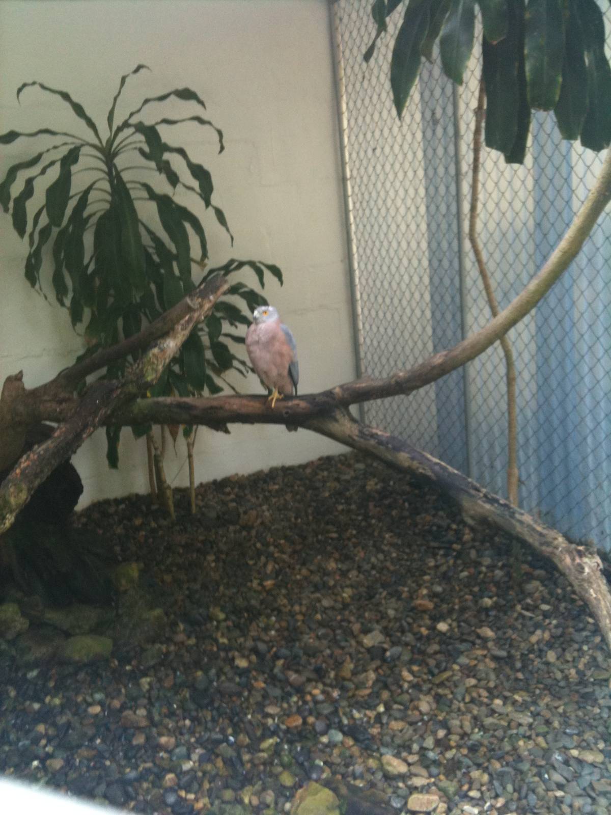 Fijian Goshawk exhibit