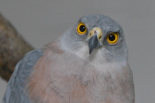 Fijian goshawk