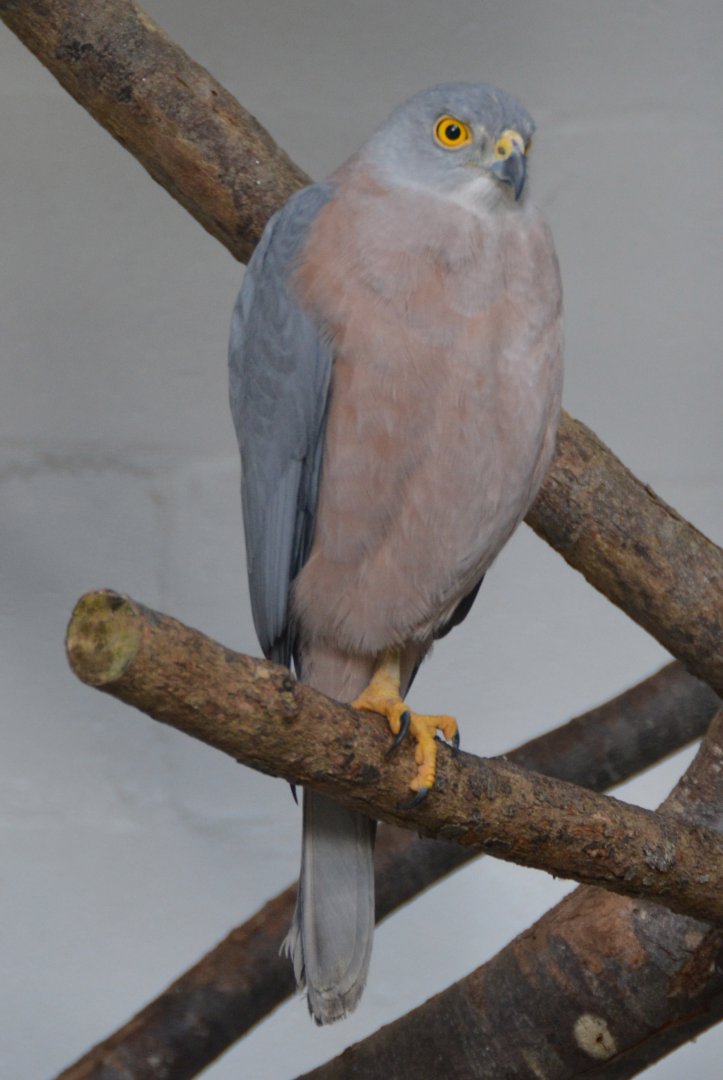 Fijian goshawk