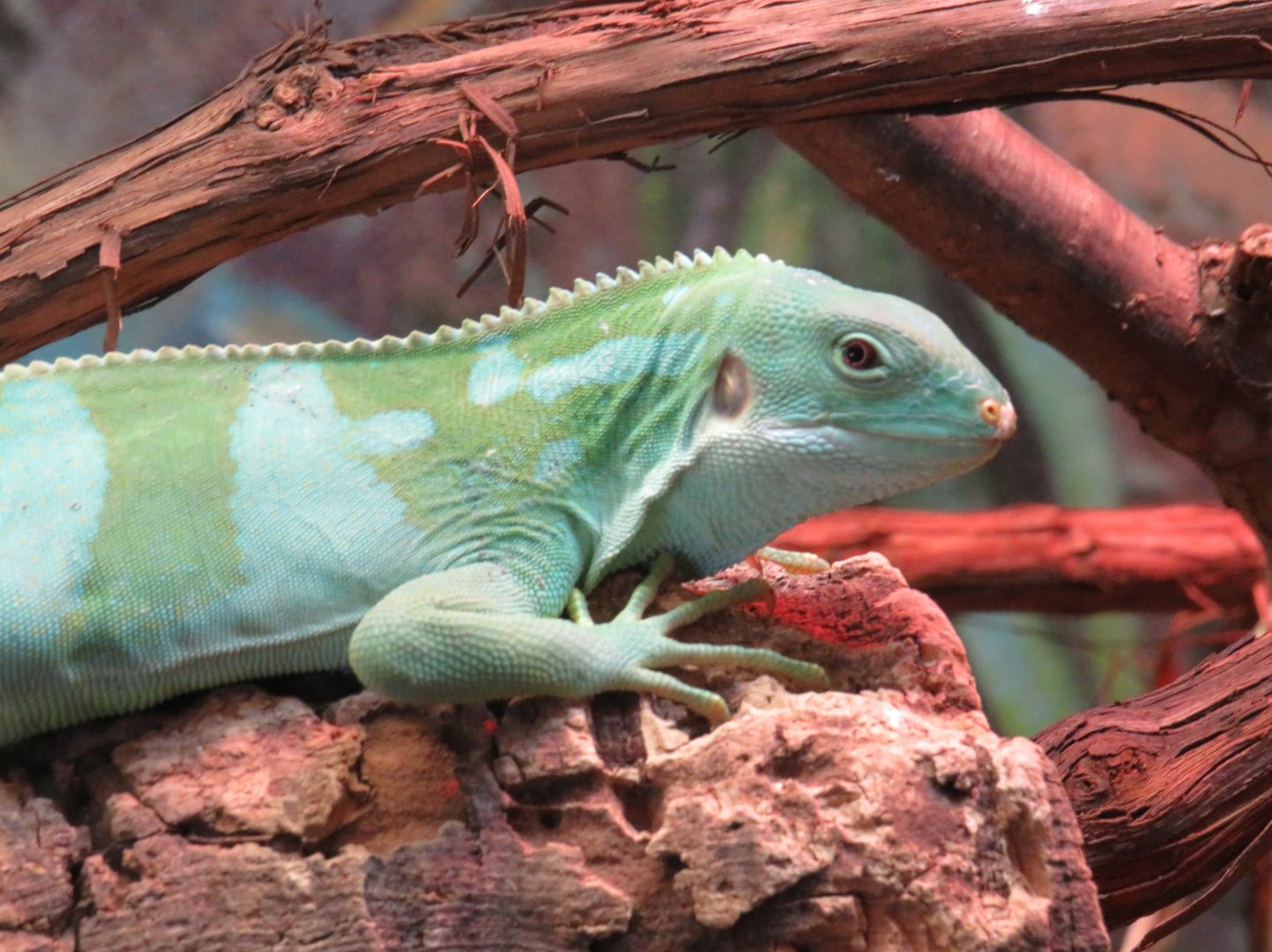 Fijian (Lau) banded iguana