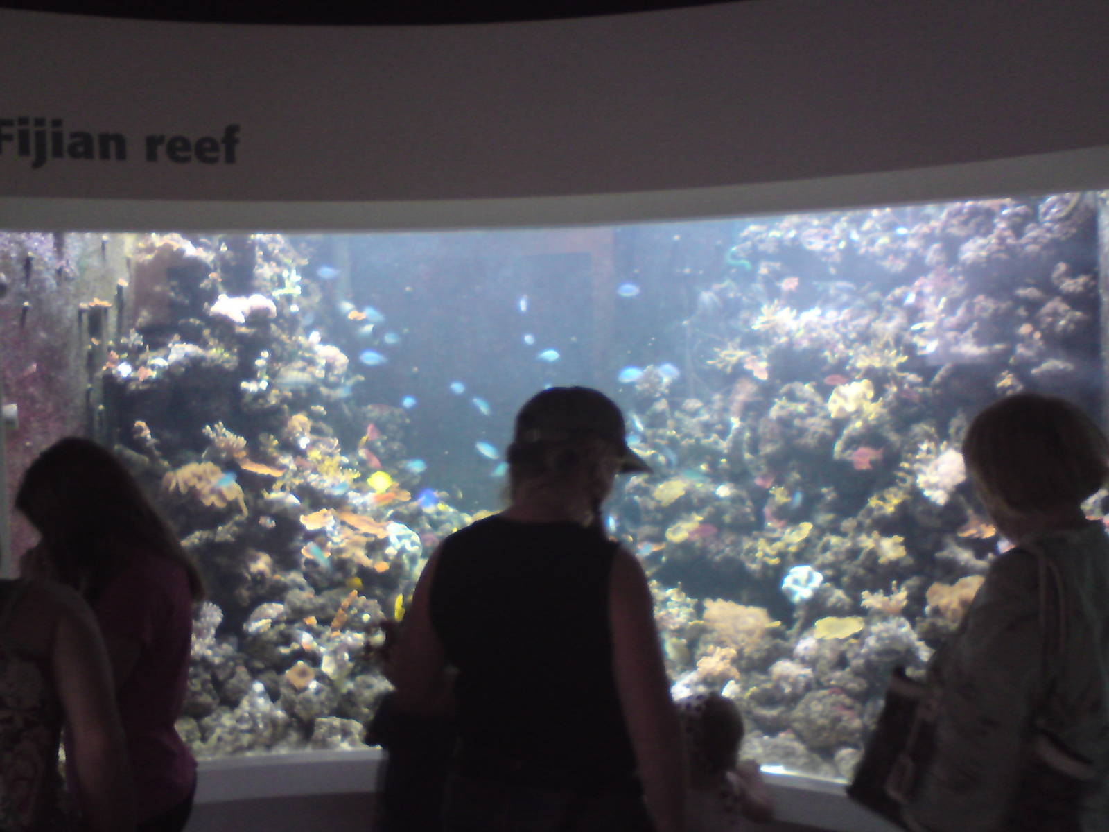 Fijian reef, main tank