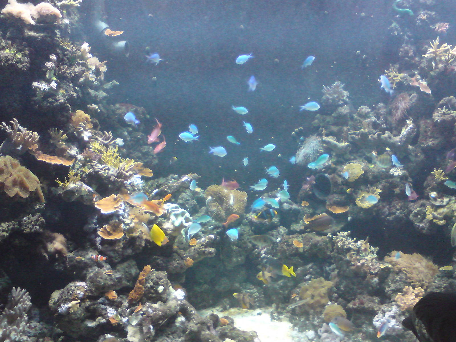 Fijian reef, main tank