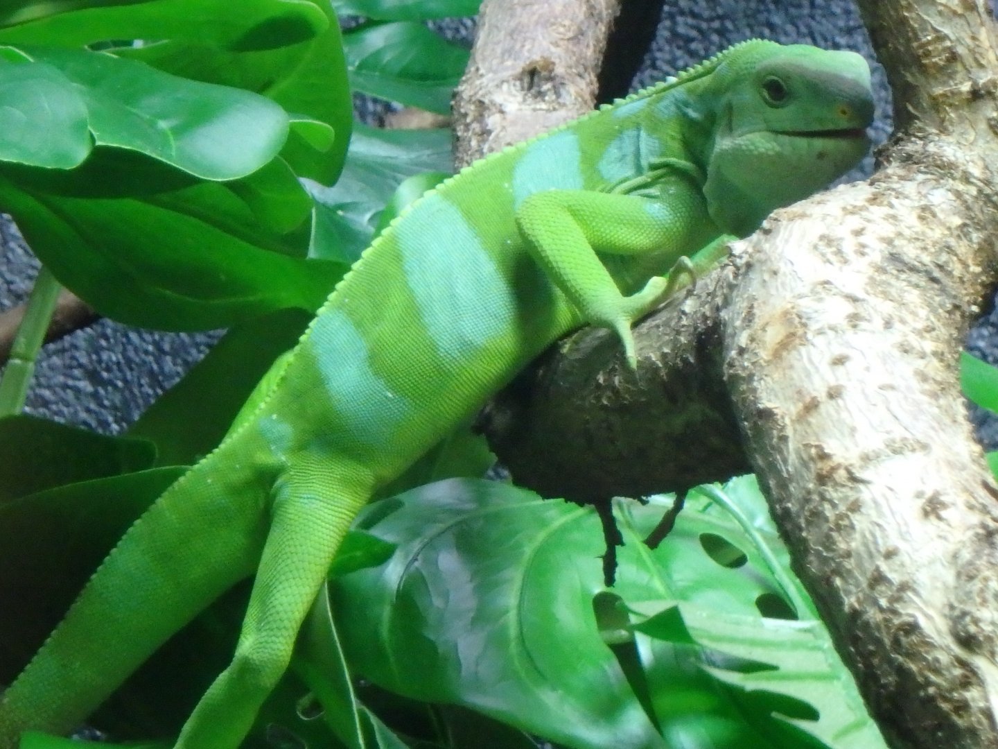 Fijii iguana