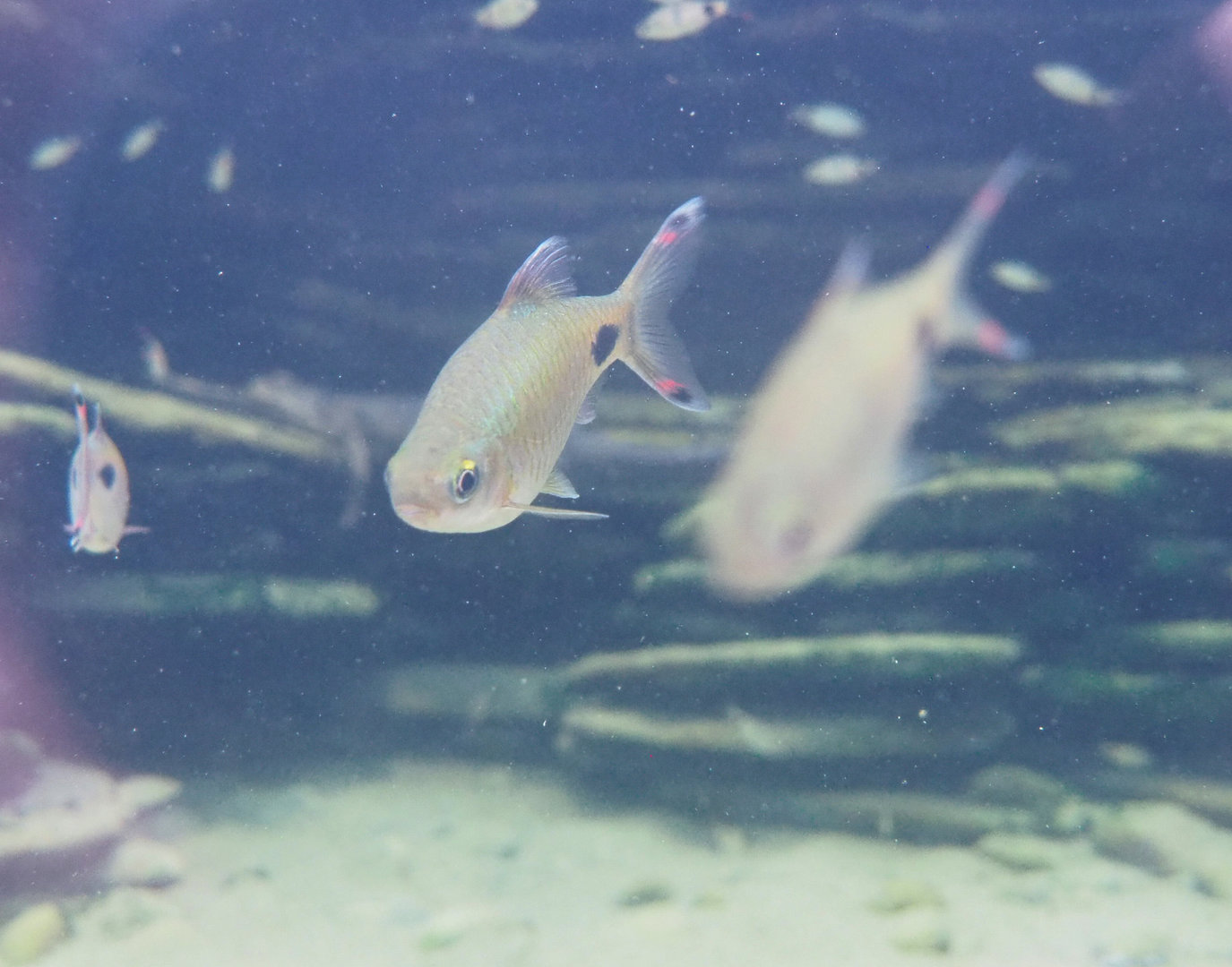 Filament barb (Dawkinsia filamentosa), 2022-09-15