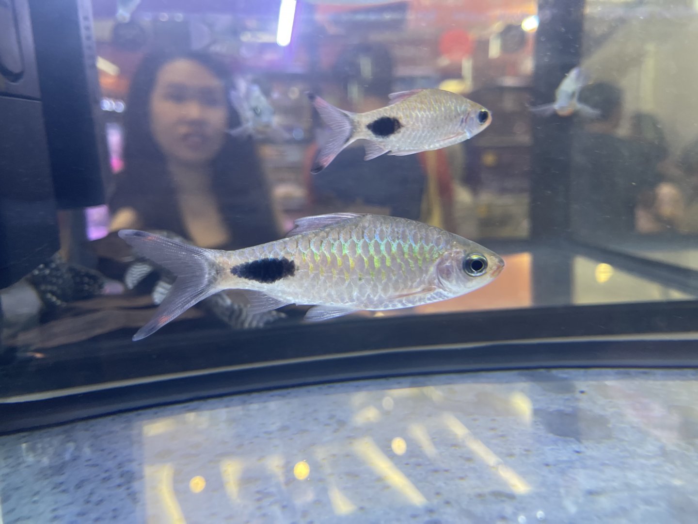 filament barb (dawkinsia filamentosa)