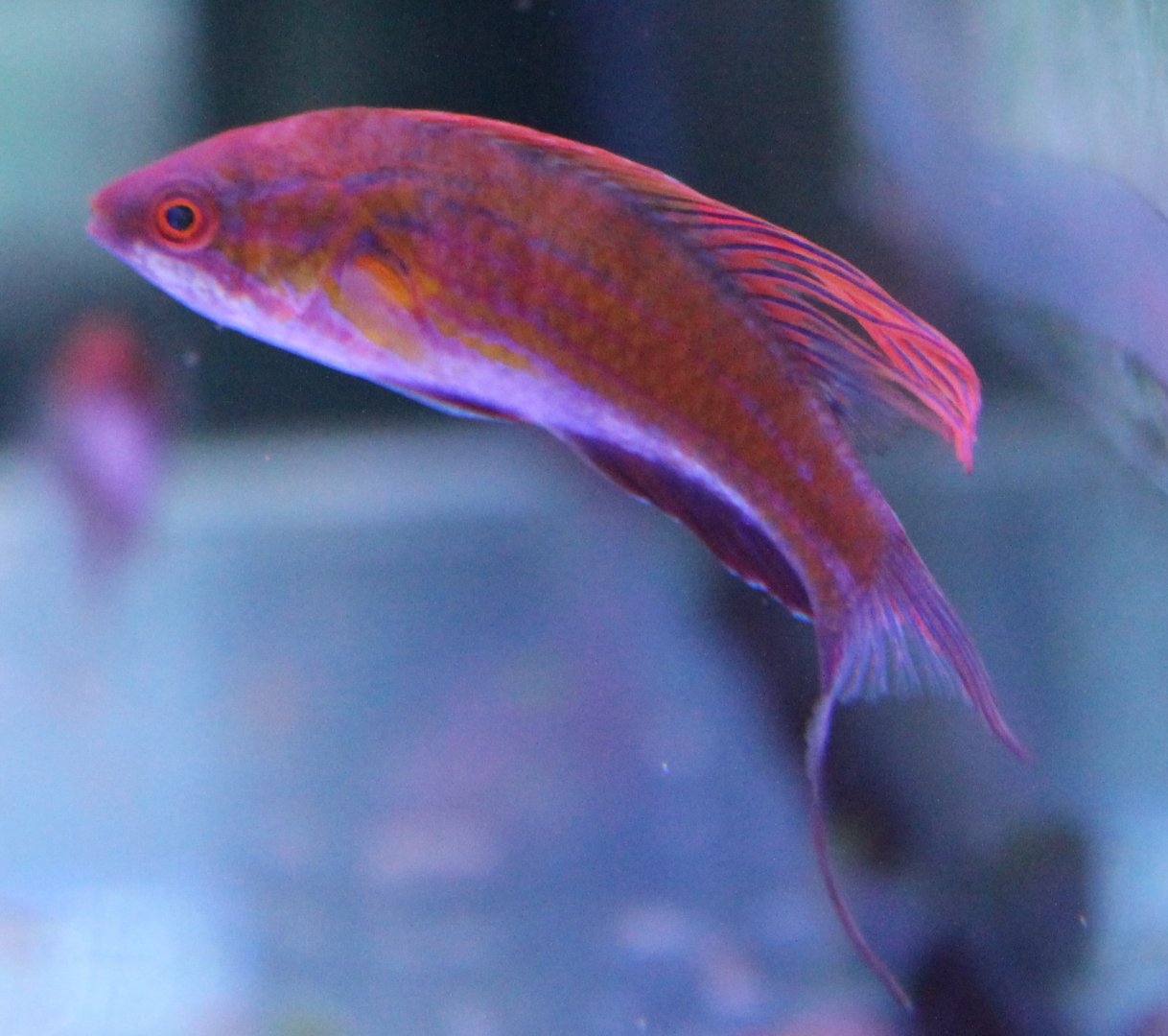 Filamented flasher wrasse - Paracheilinus filamentosus