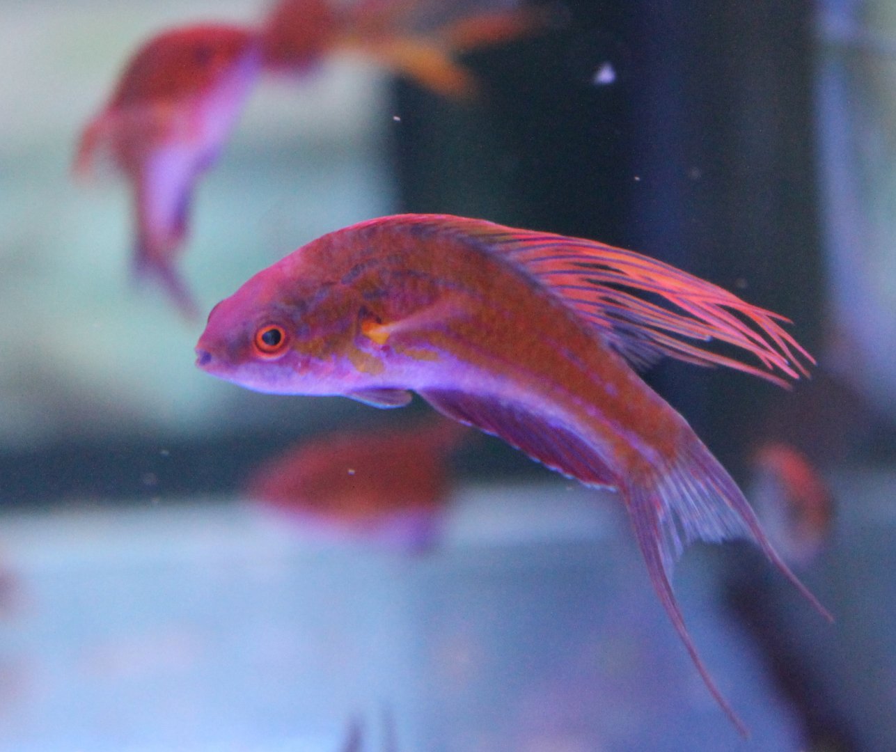 Filamented flasher wrasse - Paracheilinus filamentosus