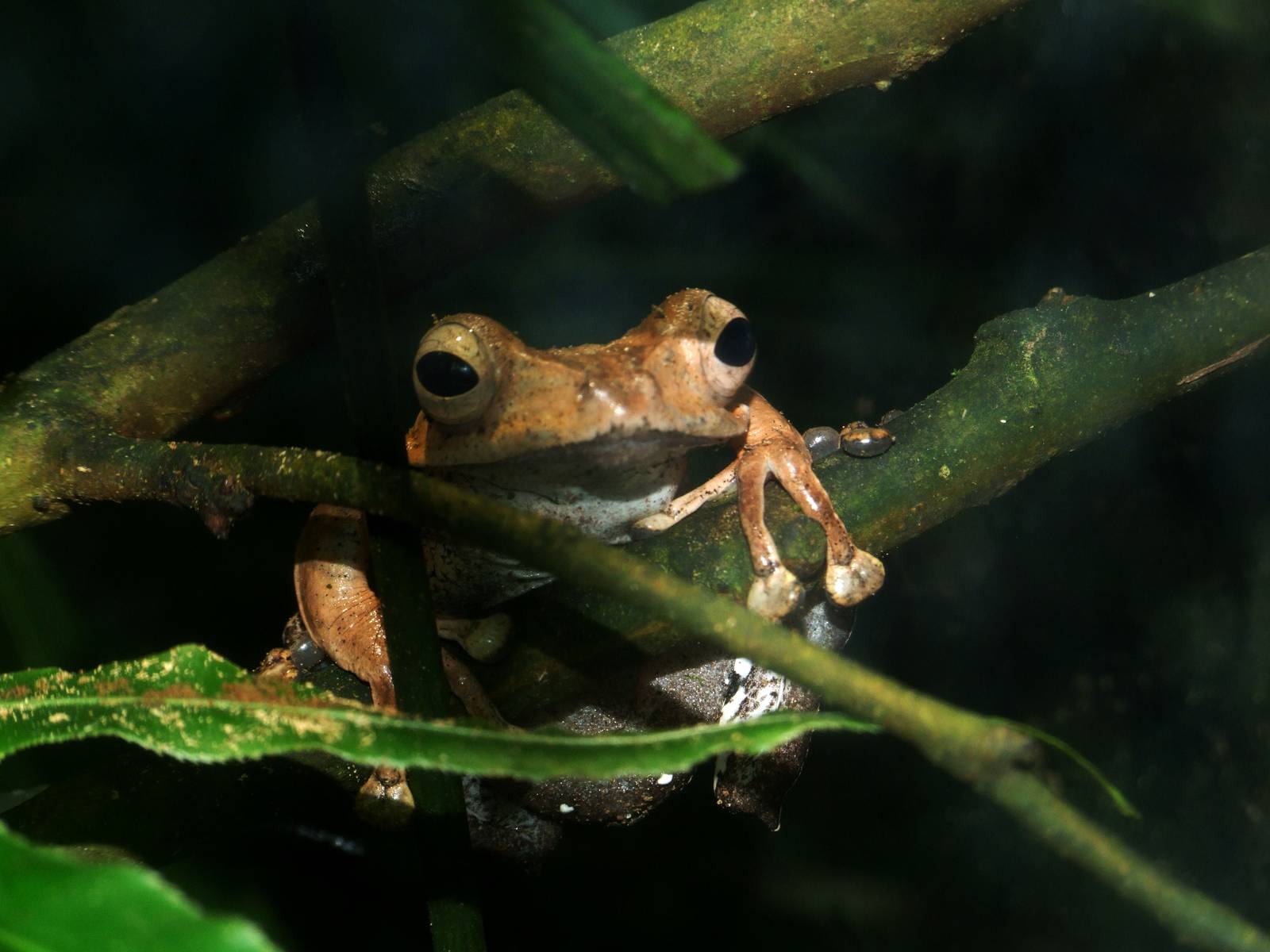 File-eared Flying Frog at Vienna, 14/06/13