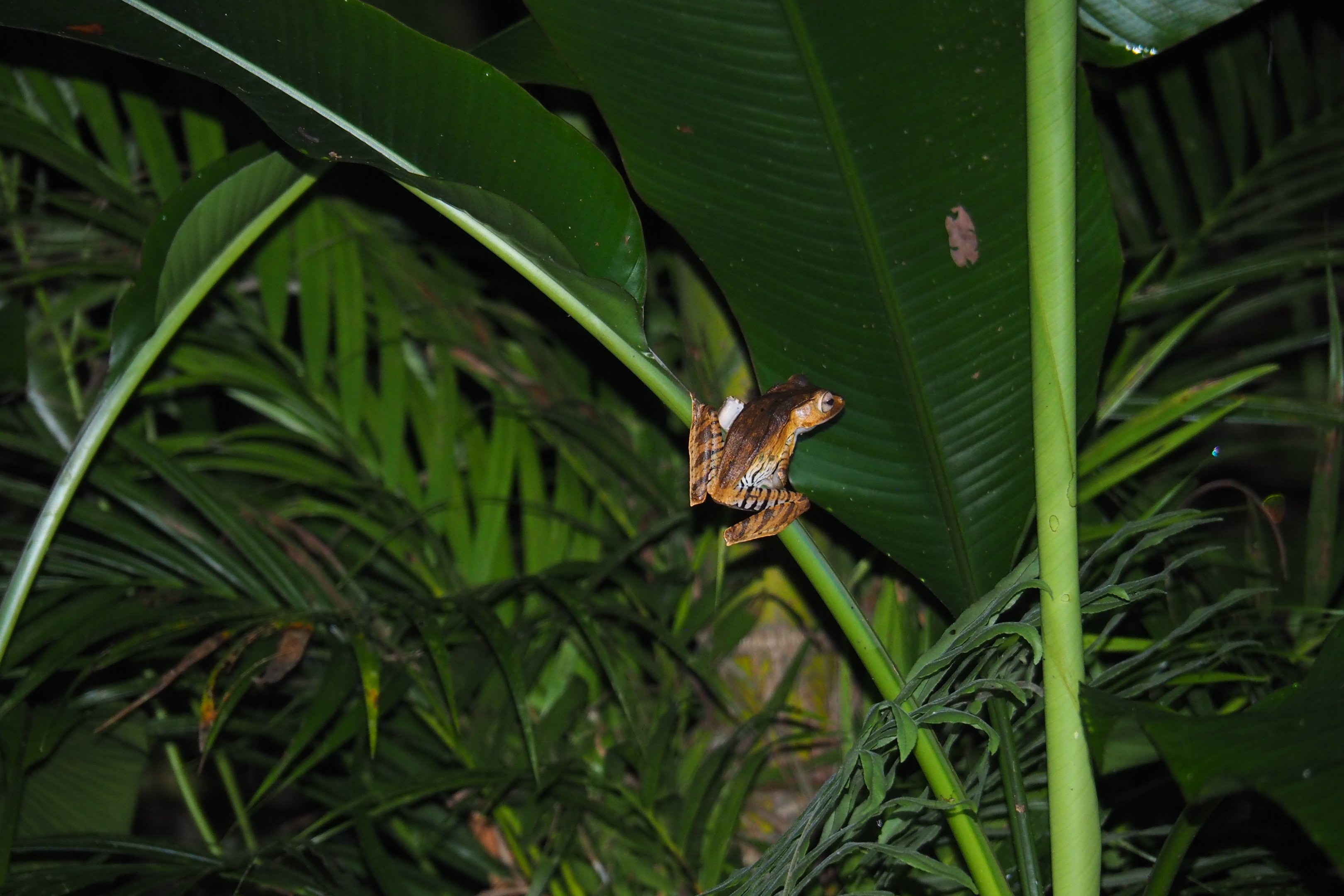 File-eared Tree Frog - Danum Valley, Sabah, Borneo