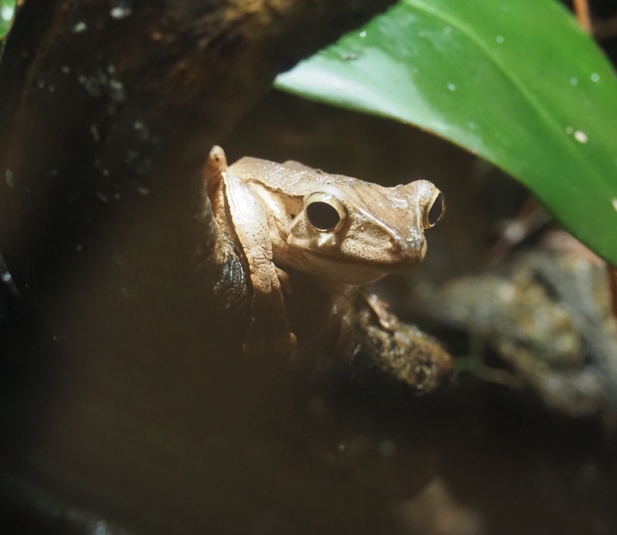 File-eared tree frog or Bornean eared frog (Polypedates otilophus), 2025-07-21