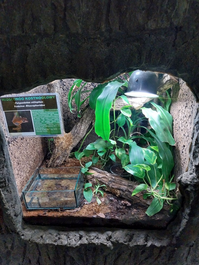 File-eared Tree Frog (Polypedates otilophrus)