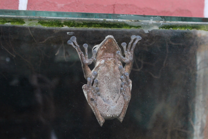 File-eared tree frog (Polypedates otilophus)