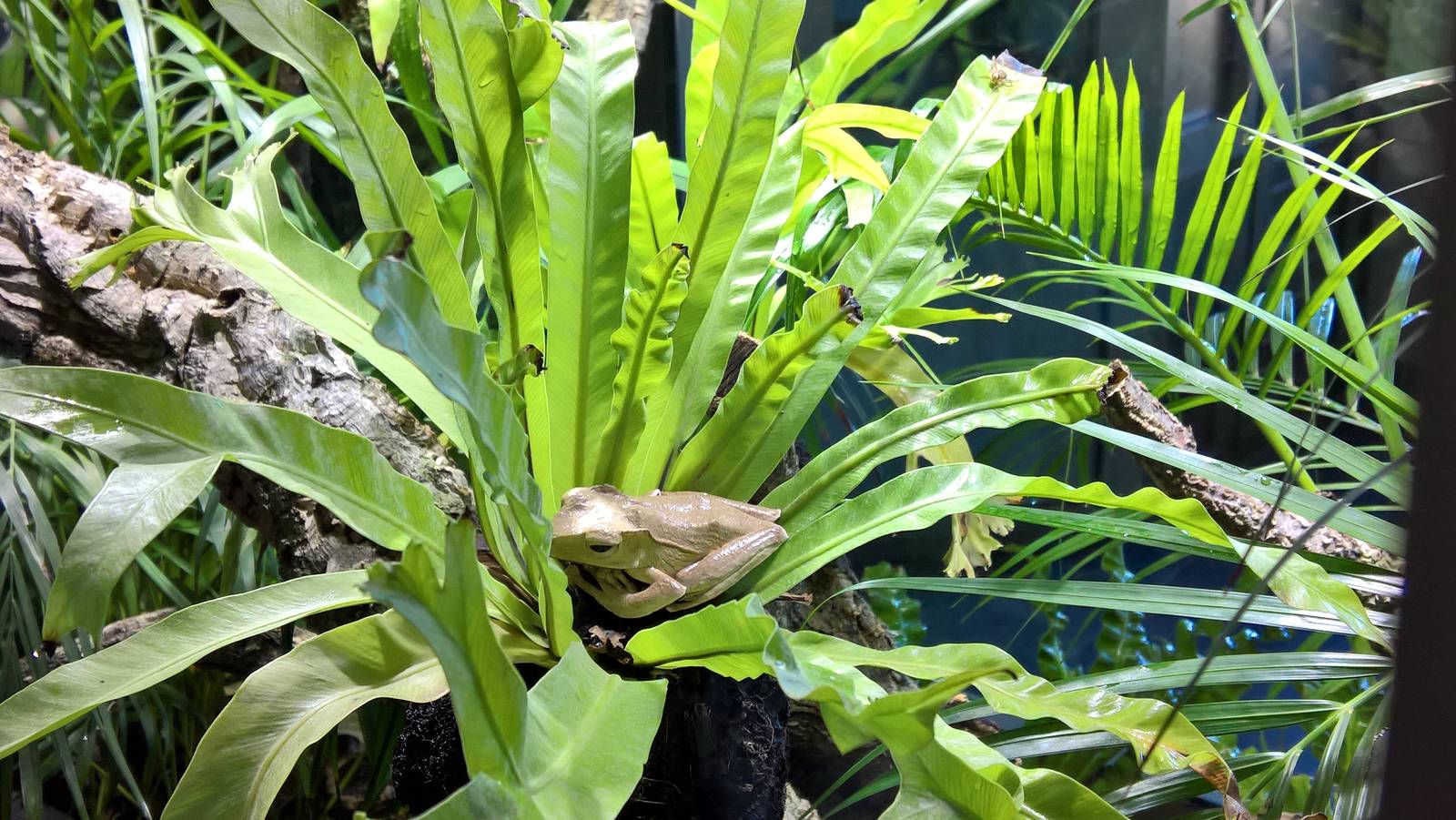 File-eared tree frog