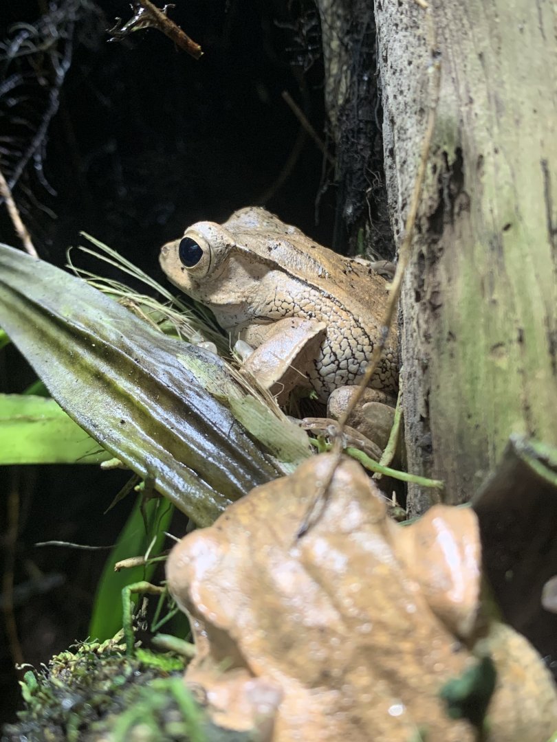 File-eared tree frog