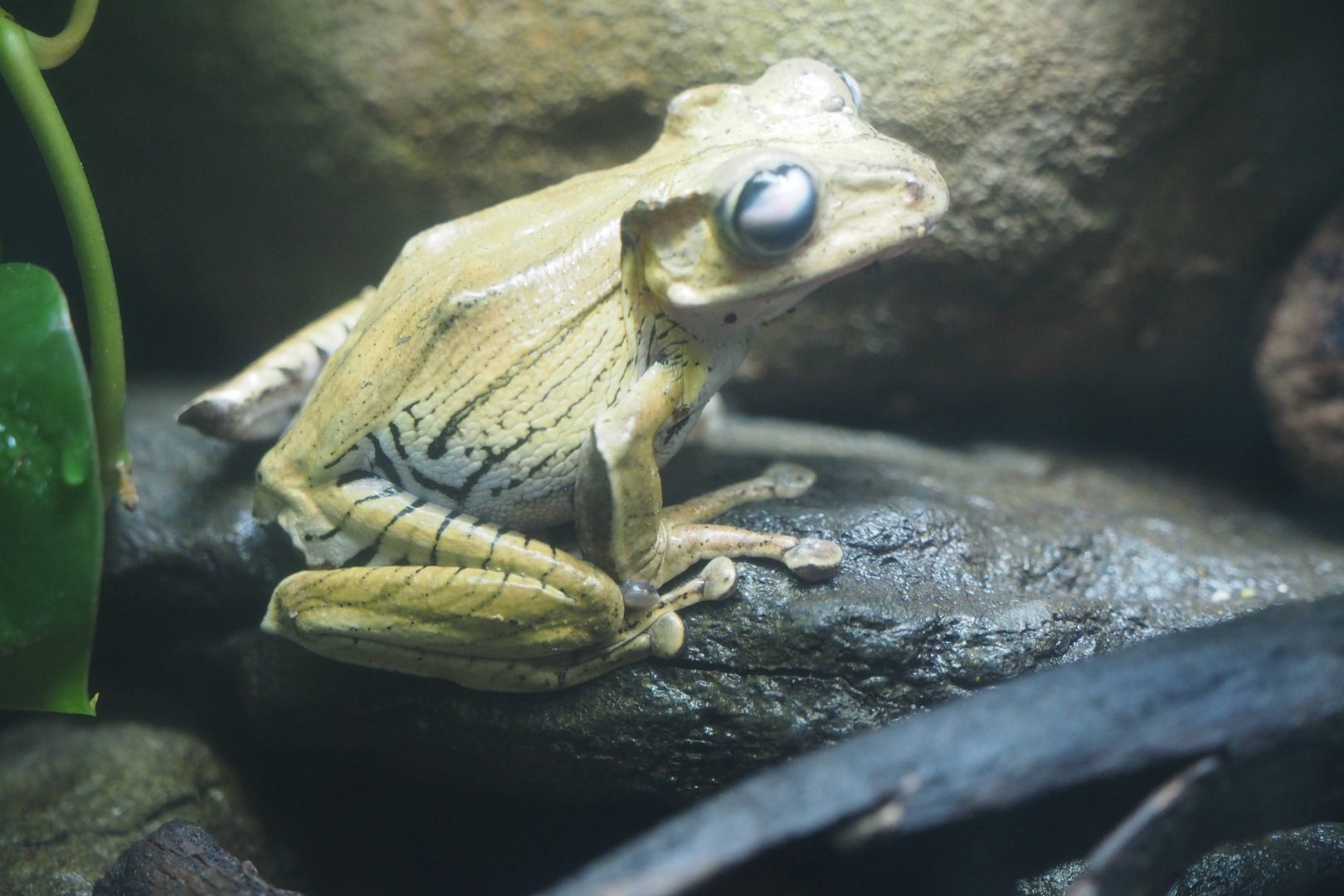 File-eared treefrog
