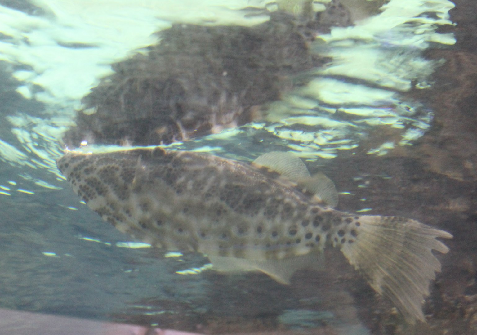Filefish - Aluterus species