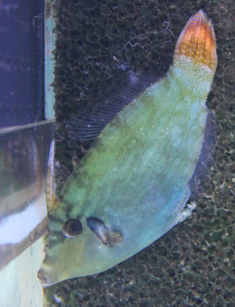 Filefish ID