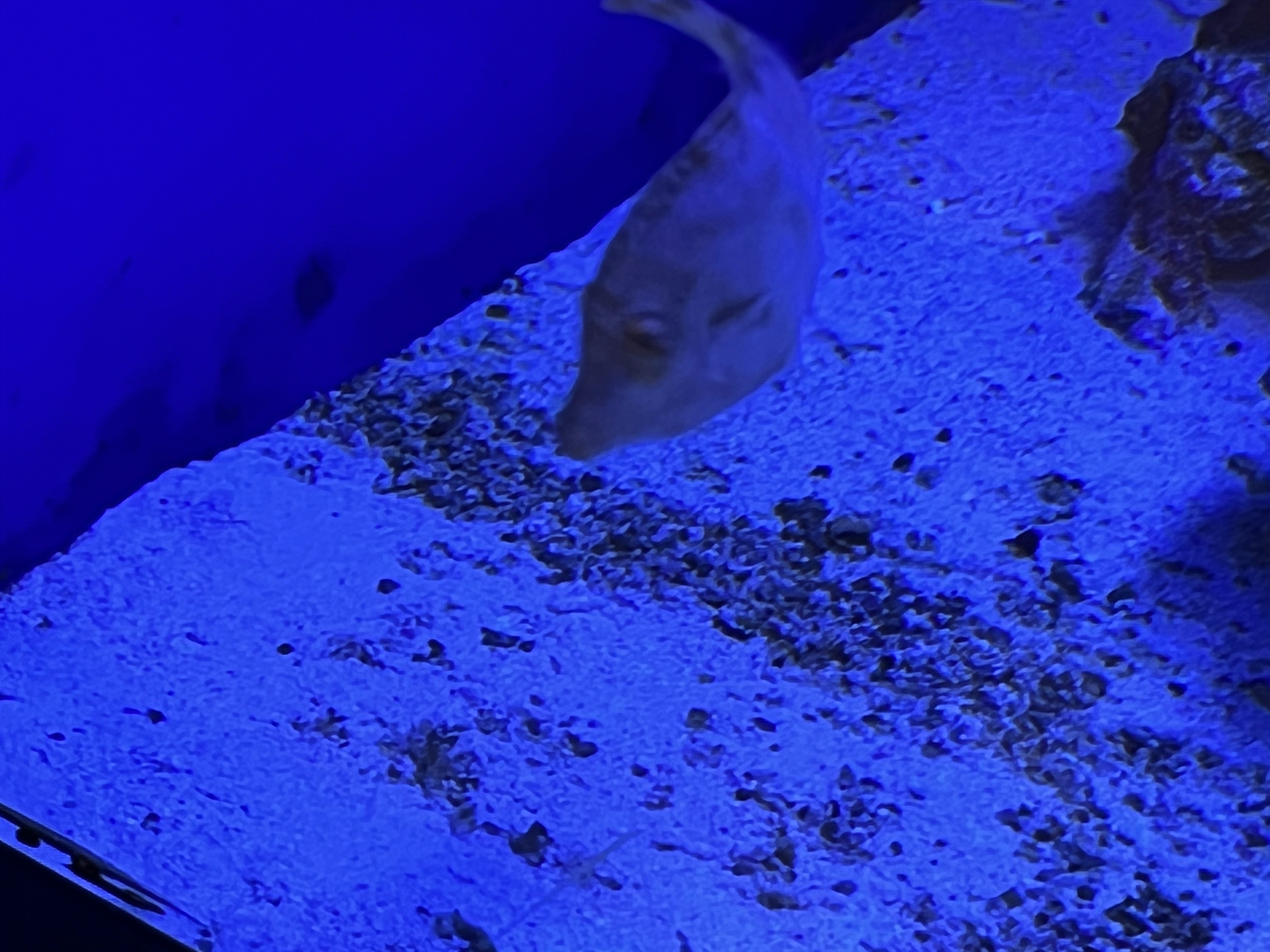 Filefish ID