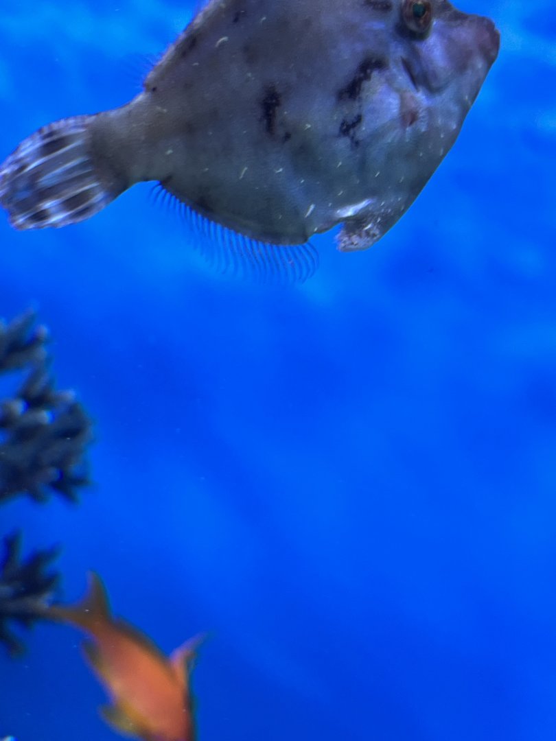 Filefish ID